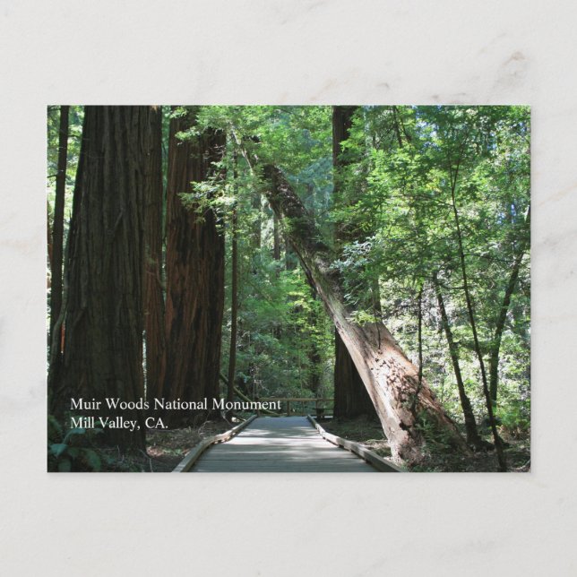 Postal Muir Woods Post Card (Anverso)