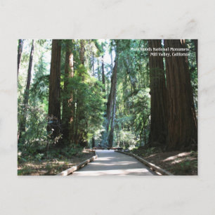 Postal Muir Woods Post Card