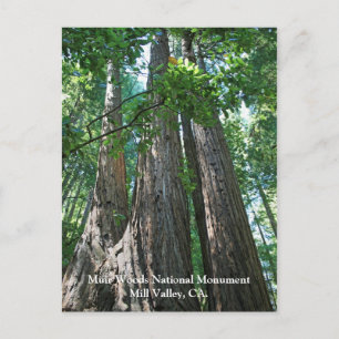Postal Muir Woods Post Card