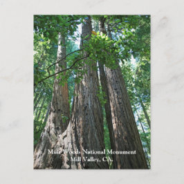 Postal Muir Woods Post Card