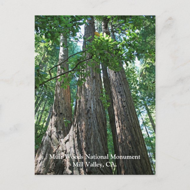 Postal Muir Woods Post Card (Anverso)