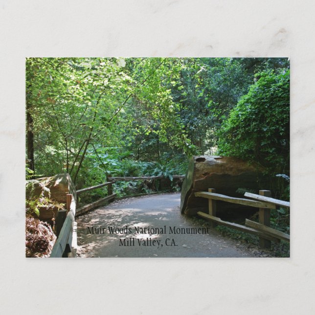 Postal Muir Woods Post Card (Anverso)