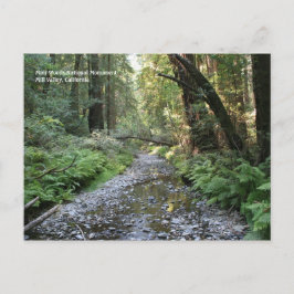 Postal Muir Woods Post Card