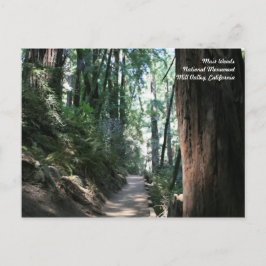 Postal Muir Woods Post Card