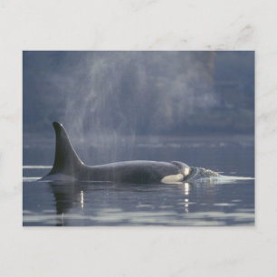 Postal Mujer adulta Orca Whale Orcinus Orca), Puget