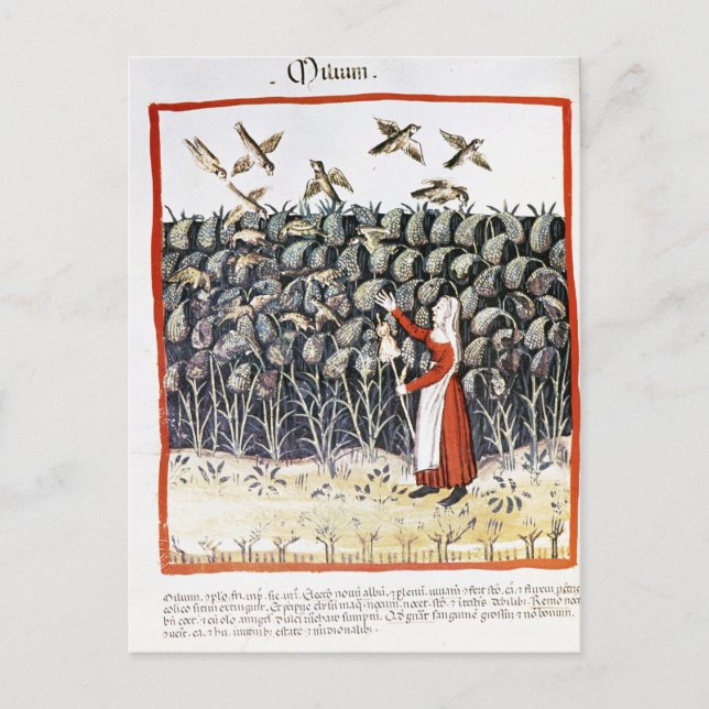 Postal Mujer protegiendo su cosecha de mijo (Anverso)