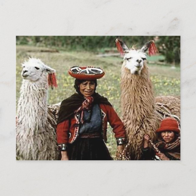 Postal Mujer quechua con dos llamas foto (Anverso)