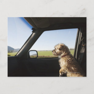 Postal Mujer Terrier X sentado si el asiento delantero de