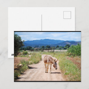 Postal Mula española en camino rural