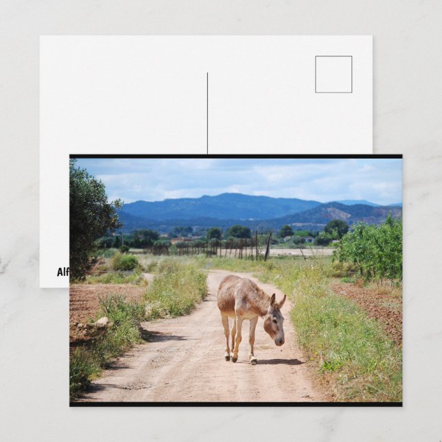 Postal Mula española en camino rural (Anverso / Reverso)