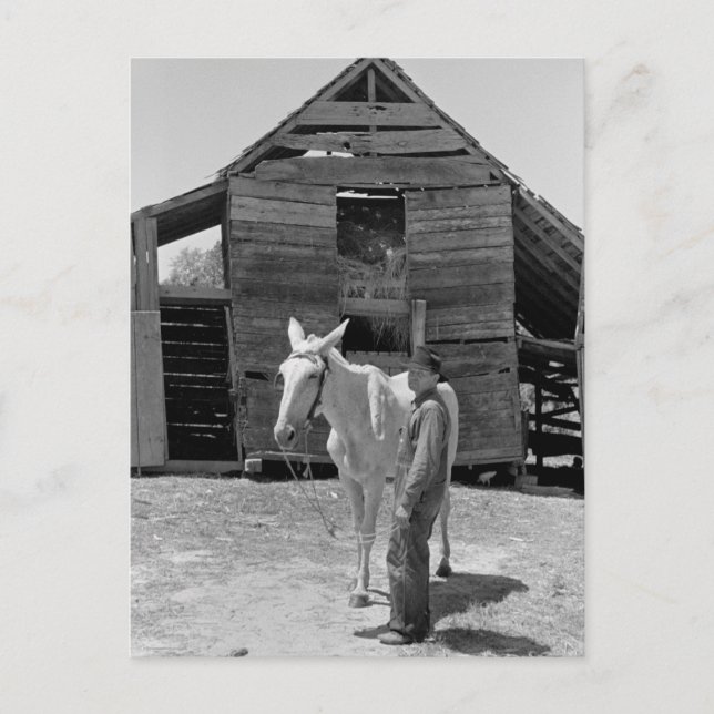 Postal Mule de arrendatario, años 30 (Anverso)