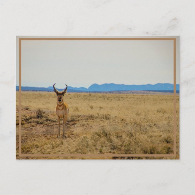 Postal Mule Deer (Anverso)
