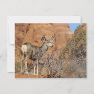 Postal Mule Deer