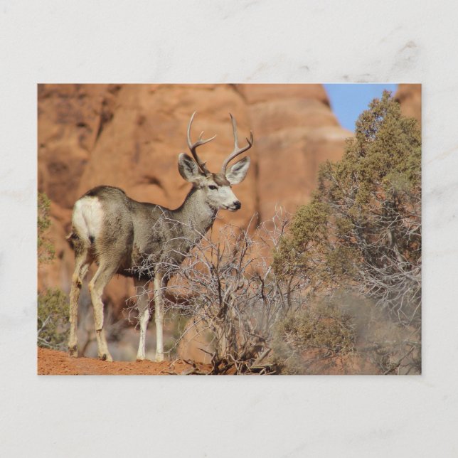 Postal Mule Deer (Anverso)