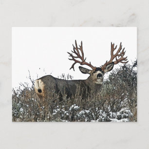 Postal Mule deer 2