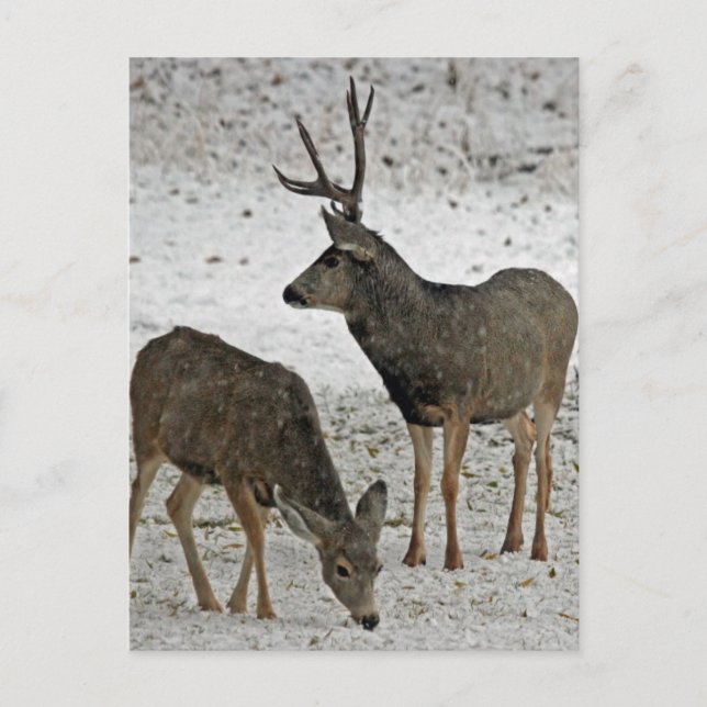 Postal Mule deer buck and doe (Anverso)