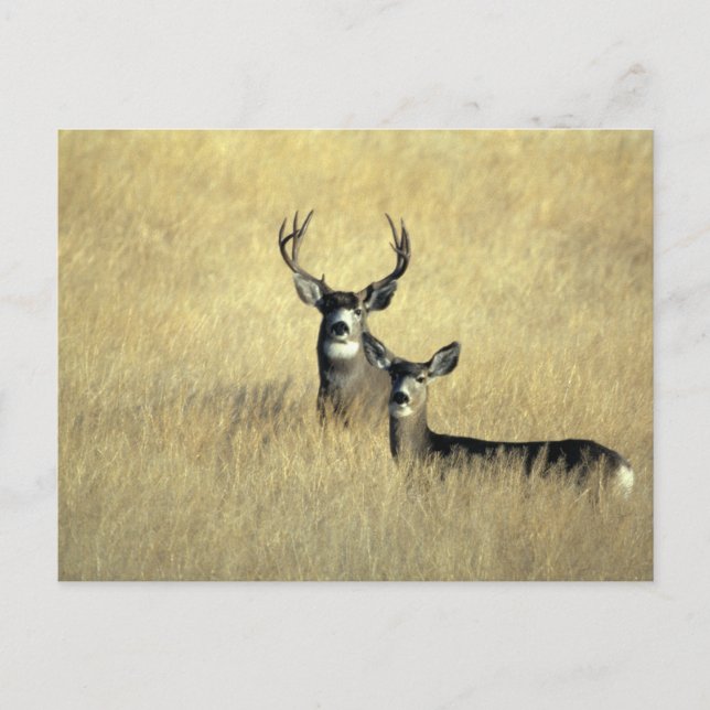 Postal Mule Deer Buck - Doe (Anverso)