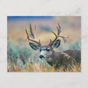 Postal Mule Deer Buck   Parque nacional del Gran Tetón Wy