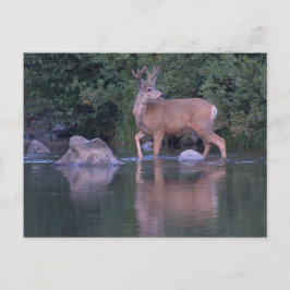 Postal Mule Deer de buck en cruzamiento de terciopelo mat