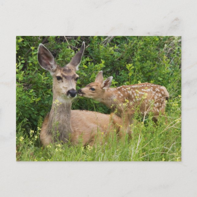 Postal Mule Deer Doe con Fawn (Anverso)