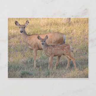 Postal Mule Deer Doe y Fawn