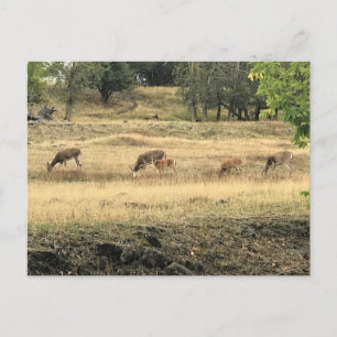 Postal Mule Deer en un campo, Joseph, Oregón