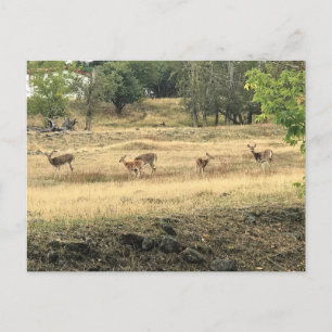 Postal Mule Deer en un campo, Joseph, Oregón