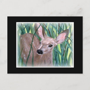 Postal Mule Deer Fawn