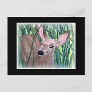 Postal Mule Deer Fawn