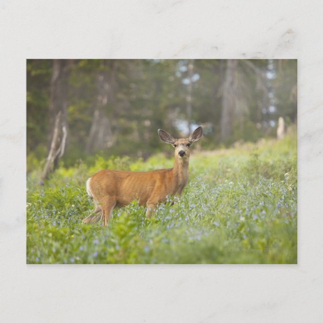 Postal Mule Deer (Odocoileus hemionus) en pradera (Anverso)