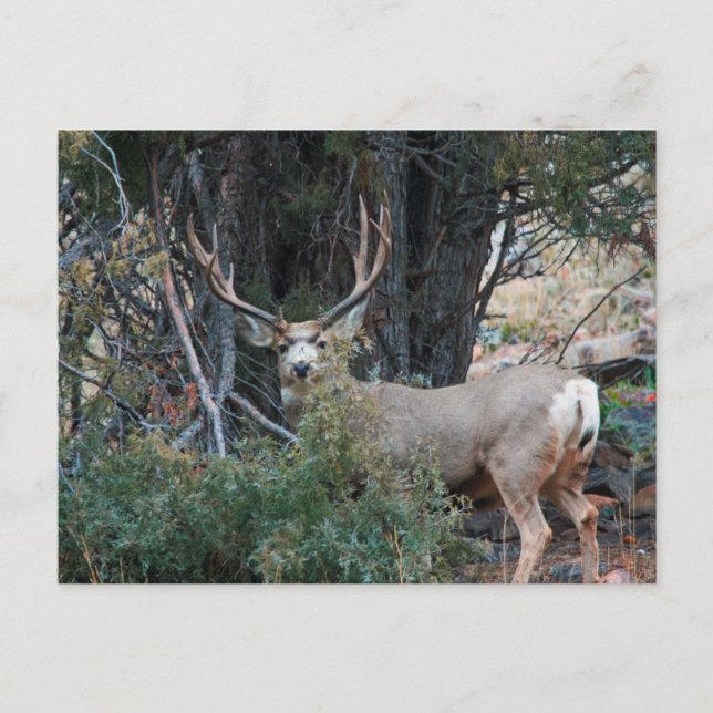 Postal Mule deer spur buck (Anverso)