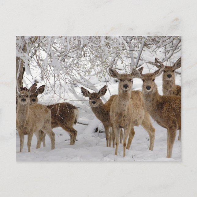 Postal Mule Deer Wyoming (Anverso)