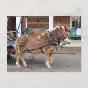 Postal Mule Team, 1