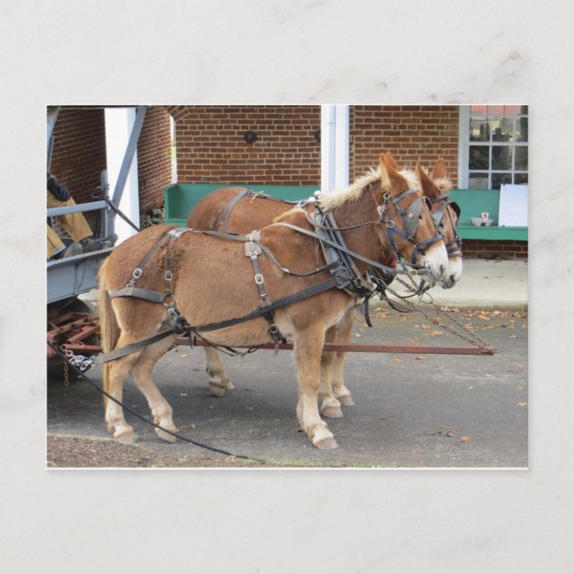 Postal Mule Team, 1 (Anverso)