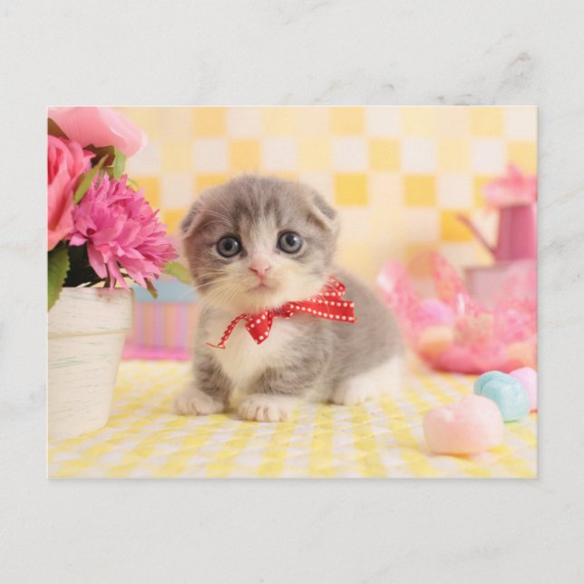Postal Munchkin Kitten (Anverso)