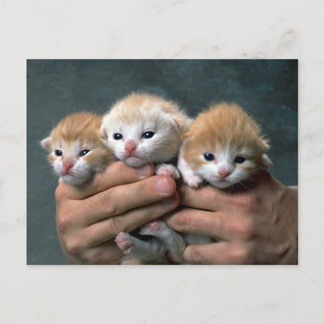 Postal Munchkins (Anverso)