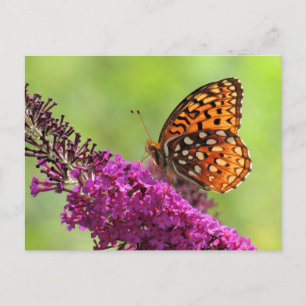 Postal Mundo de Fritillary - Mariposa