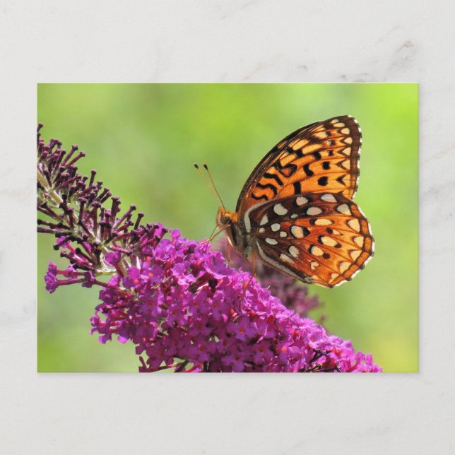 Postal Mundo de Fritillary - Mariposa (Anverso)