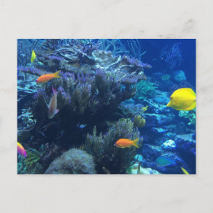 Postal Mundo oceánico submarino y historia de verano 