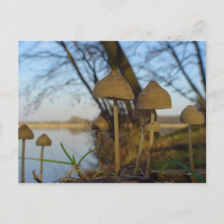 Postal Mundo pequeño - hongos cerca del lago