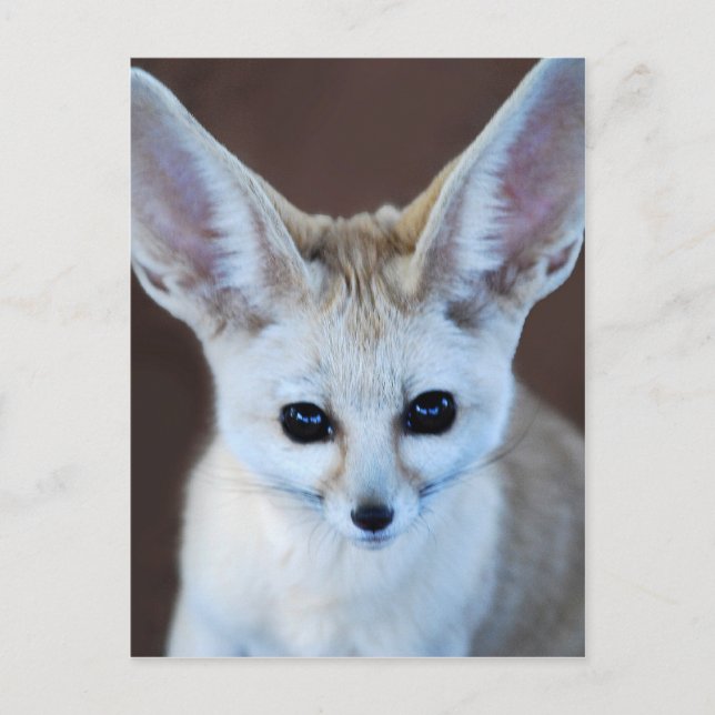Postal Mundos Cutest Fennec Fox (Anverso)