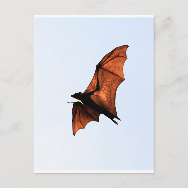 Postal Murciélago frutal (zorro volador) (Anverso)