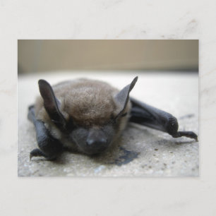 Postal Murciélago marrón pequeño (Myotis lucifugus)