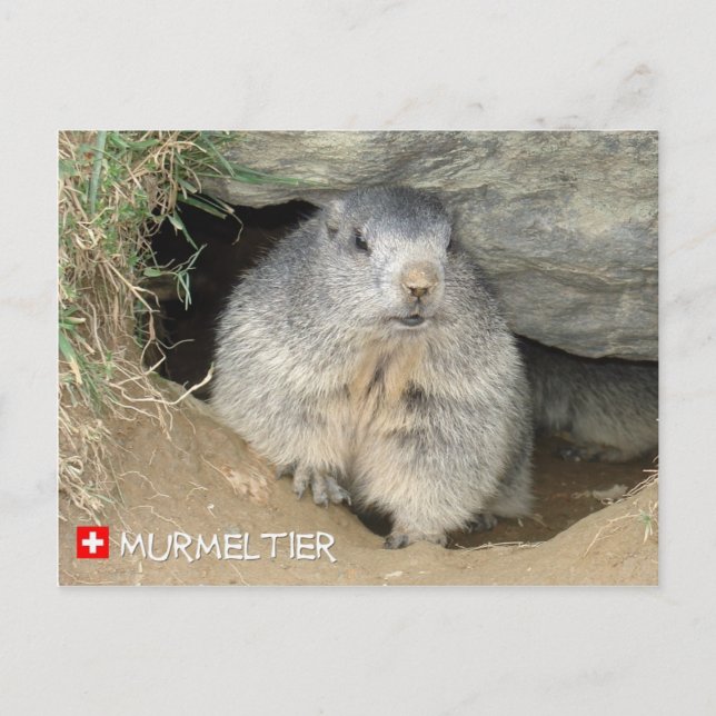 Postal Murmeltier, Schweiz/Marmot, Suiza (Anverso)