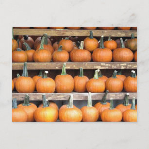 Postal Muro de calabaza de Halloween
