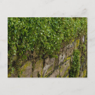Postal Muro De Ivy