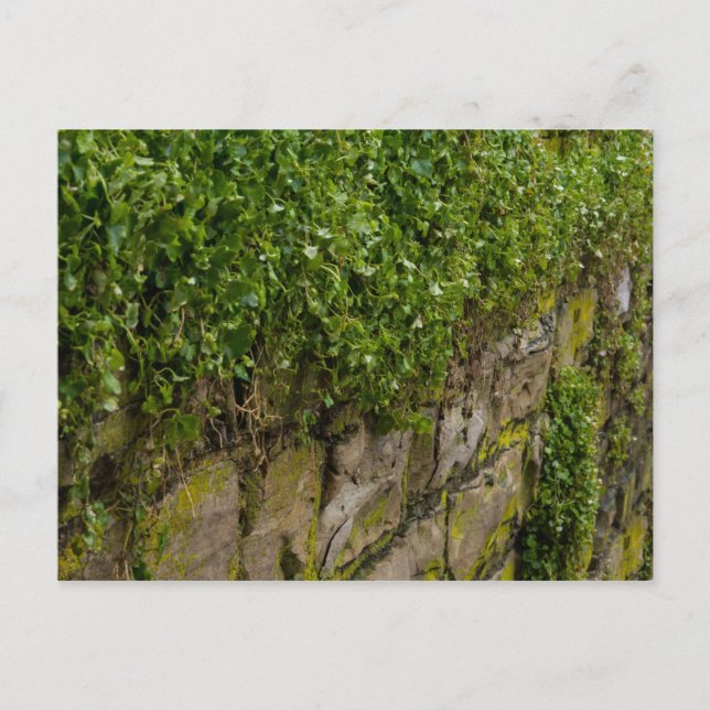 Postal Muro De Ivy (Anverso)