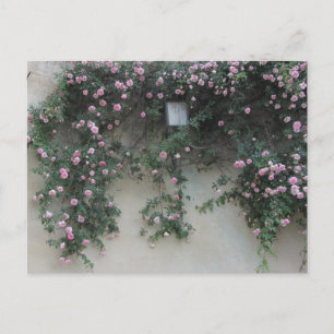 Postal Muro de Rosas