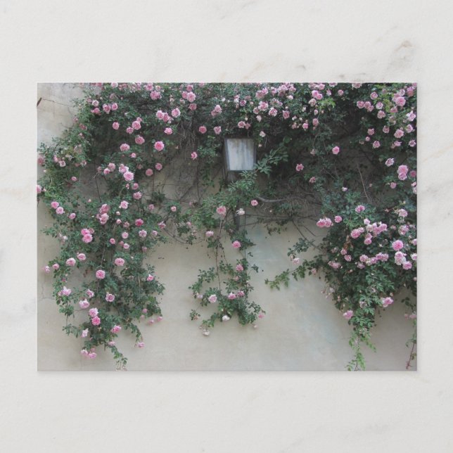 Postal Muro de Rosas (Anverso)