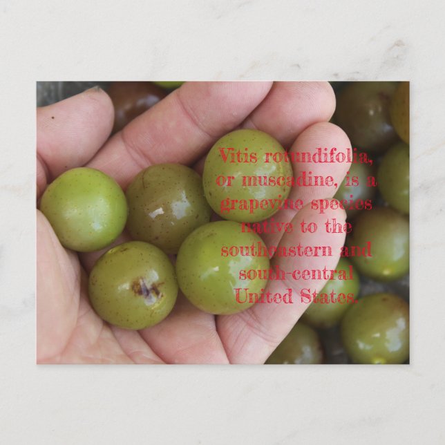Postal Muscadine's from Home Garden - Postcard (Anverso)